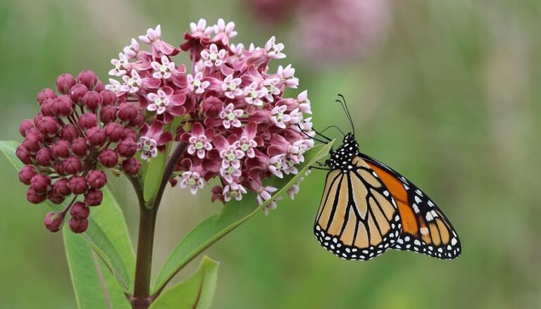 International Union For The Conservation of Nature Lists the Monarch ...