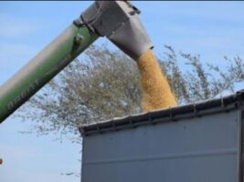 Unloading soybeans into a truck