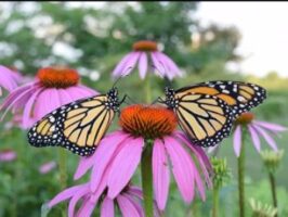 Monarch butterflies on flowers