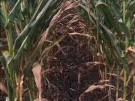 Drought stressed corn