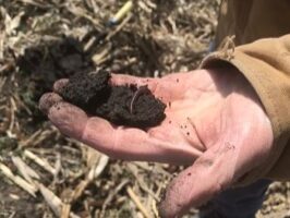 Soil in hand