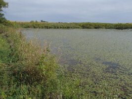 Pond with aquatic vegetation