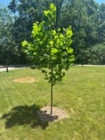 newly_planted_tree_in_landscape-332x443-1