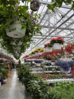 garden_center_lined_with_hanging_baskets