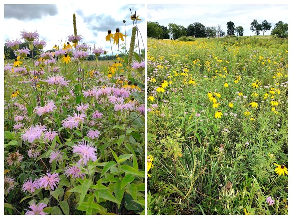 img-20240720-150741530-hdr1-collage_crop