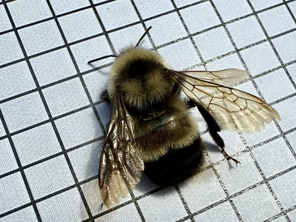 532463650_1159536156199067_3384421158666946433_n