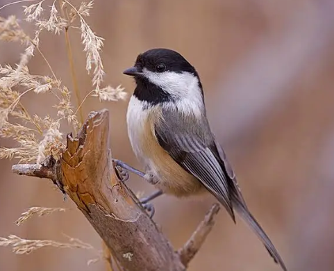 2026 02 10 Black-capped Chickadee photo